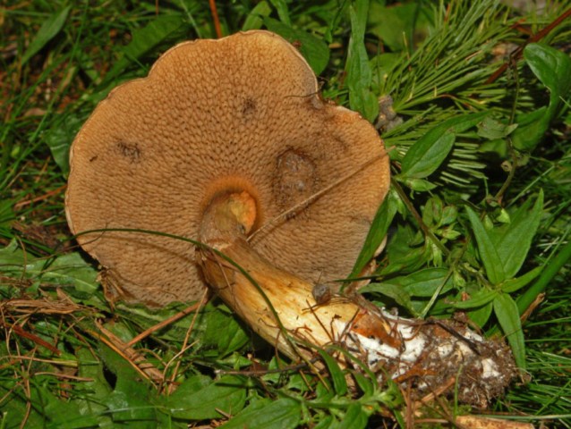 Un Boletus da determinare